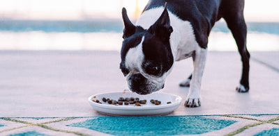 6 Secrets That Dog Food Companies Don’t Want You to Know