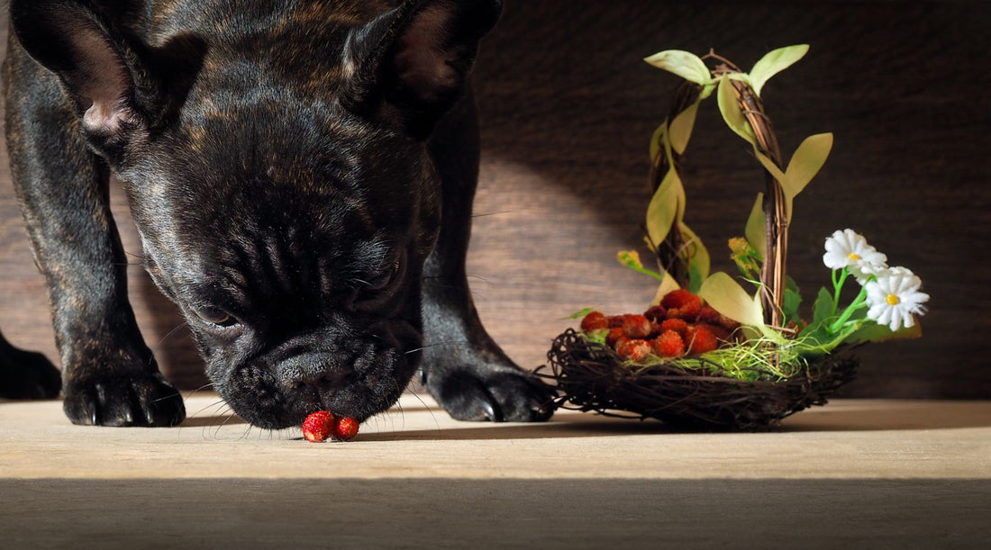Dining Delight: Exploring the Goodness of High Quality Dog Food, Pet Supplements, and Single Ingredient Dog Treats - Homescape Pets