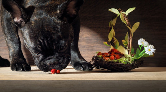 Dining Delight: Exploring the Goodness of High Quality Dog Food, Pet Supplements, and Single Ingredient Dog Treats - Homescape Pets