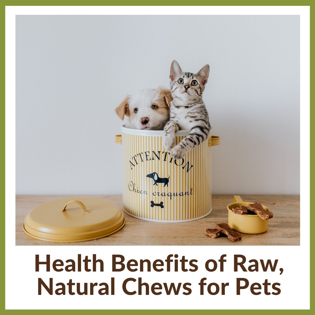 Health Benefits of Raw Natural Chews for Cats Dogs Homescape Pets