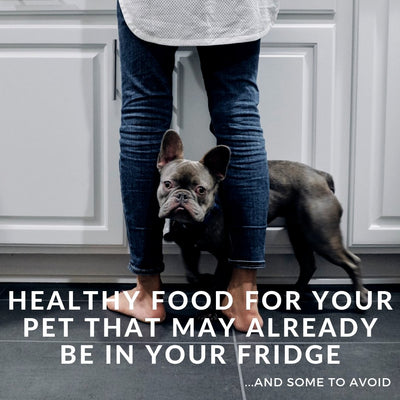 Healthy Foods For Your Pet That May Already Be In Your Fridge (& Some To Avoid)