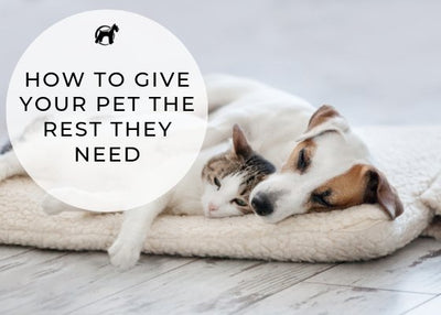 How To Give Your Pet The Rest They Need (and get the break YOU need)