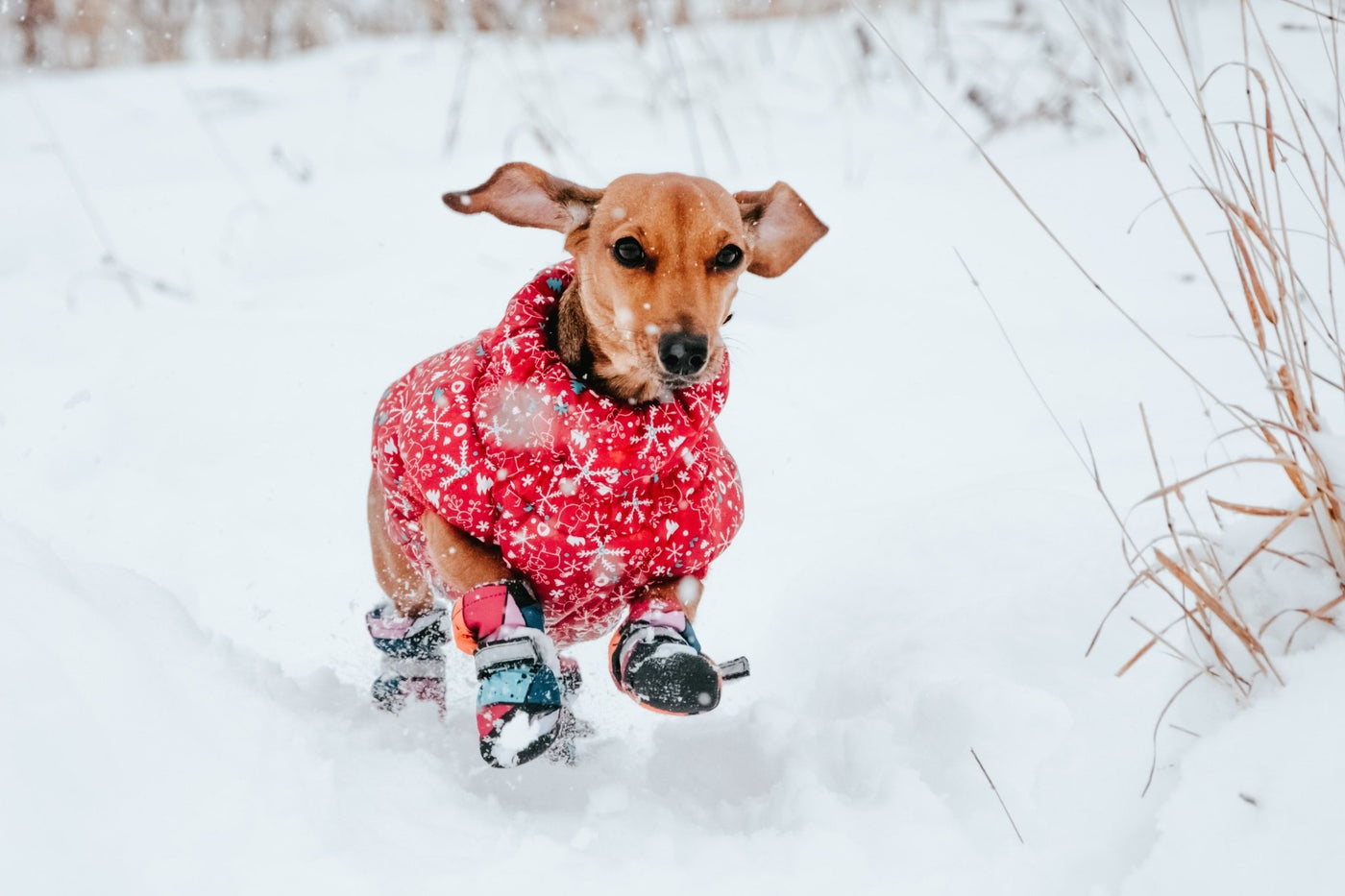 How To Keep Your Dog Safe In The Snow - Homescape Pets