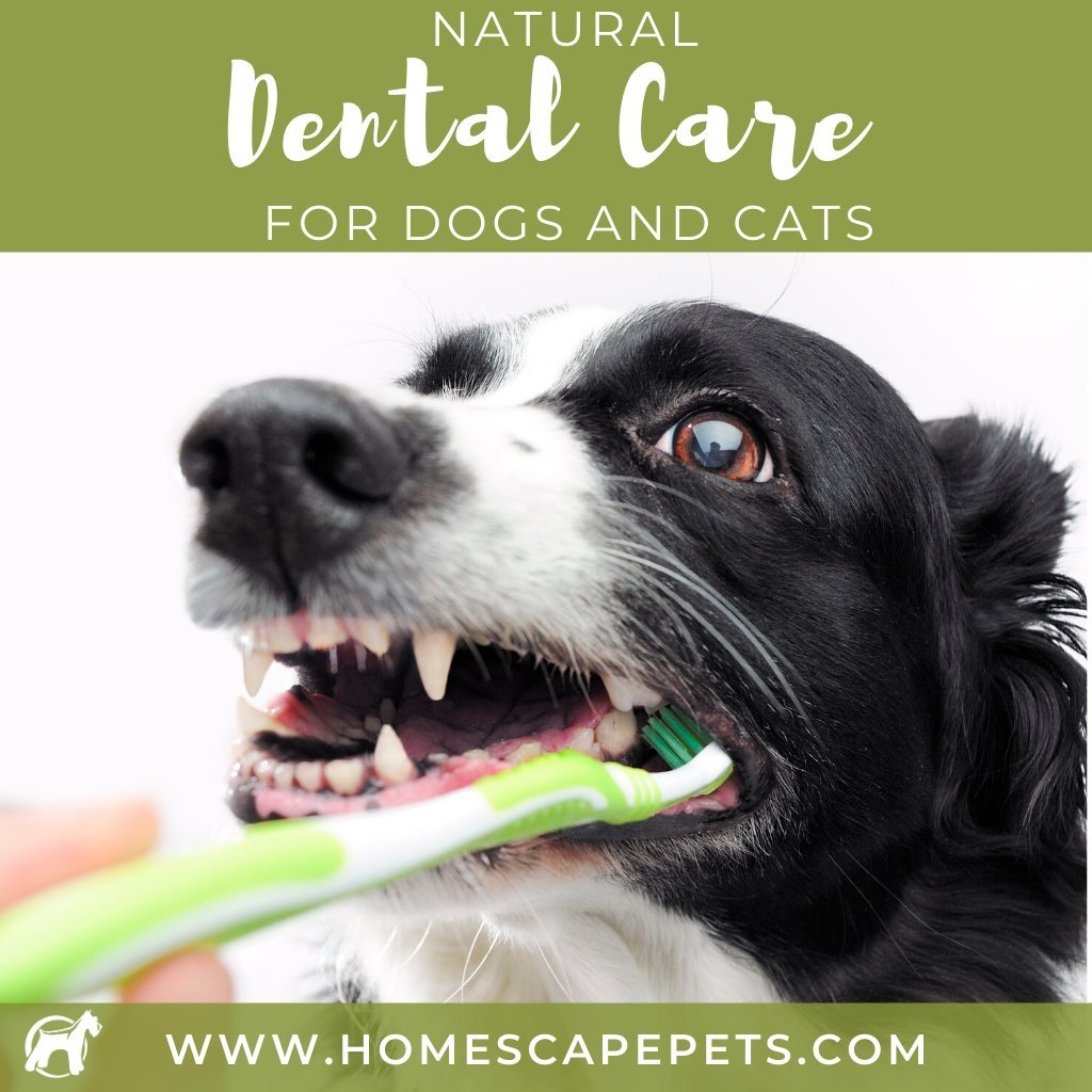 can cats have dog dental treats