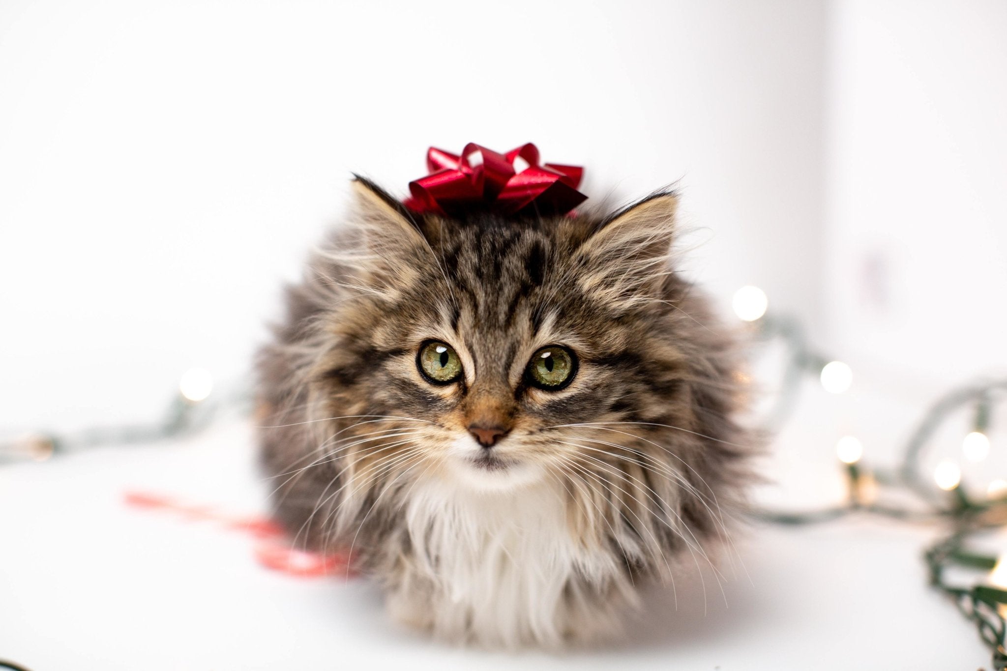 The best Christmas gifts for cats and dogs