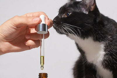 The Best Ways To Naturally Boost Your Pet’s Immunity