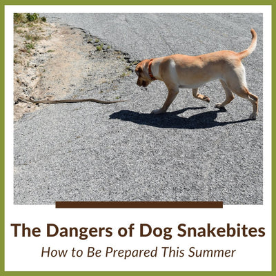 The Dangers of Snakebites in Dogs: How to Be Prepared This Summer
