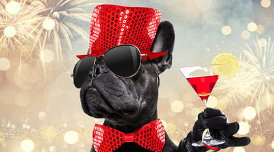 Top 10 Tips For A Pet Safe New Year's Eve