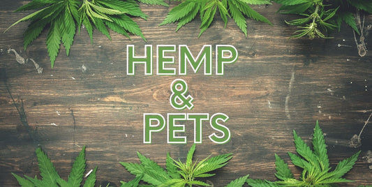 Why Is Hemp So Good For Your Pet? - Homescape Pets