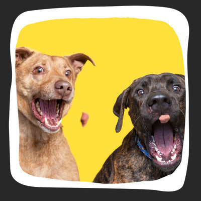 Two happy dogs catching treats in their mouth - Homescape Pets