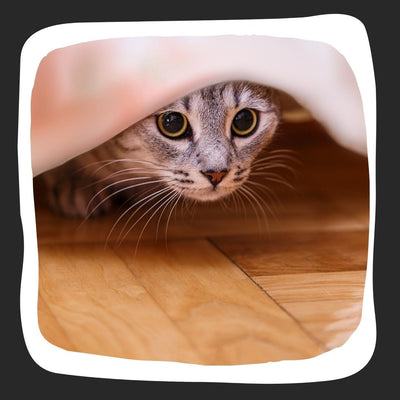 Gray and white cat hiding under a cloth looking anxious