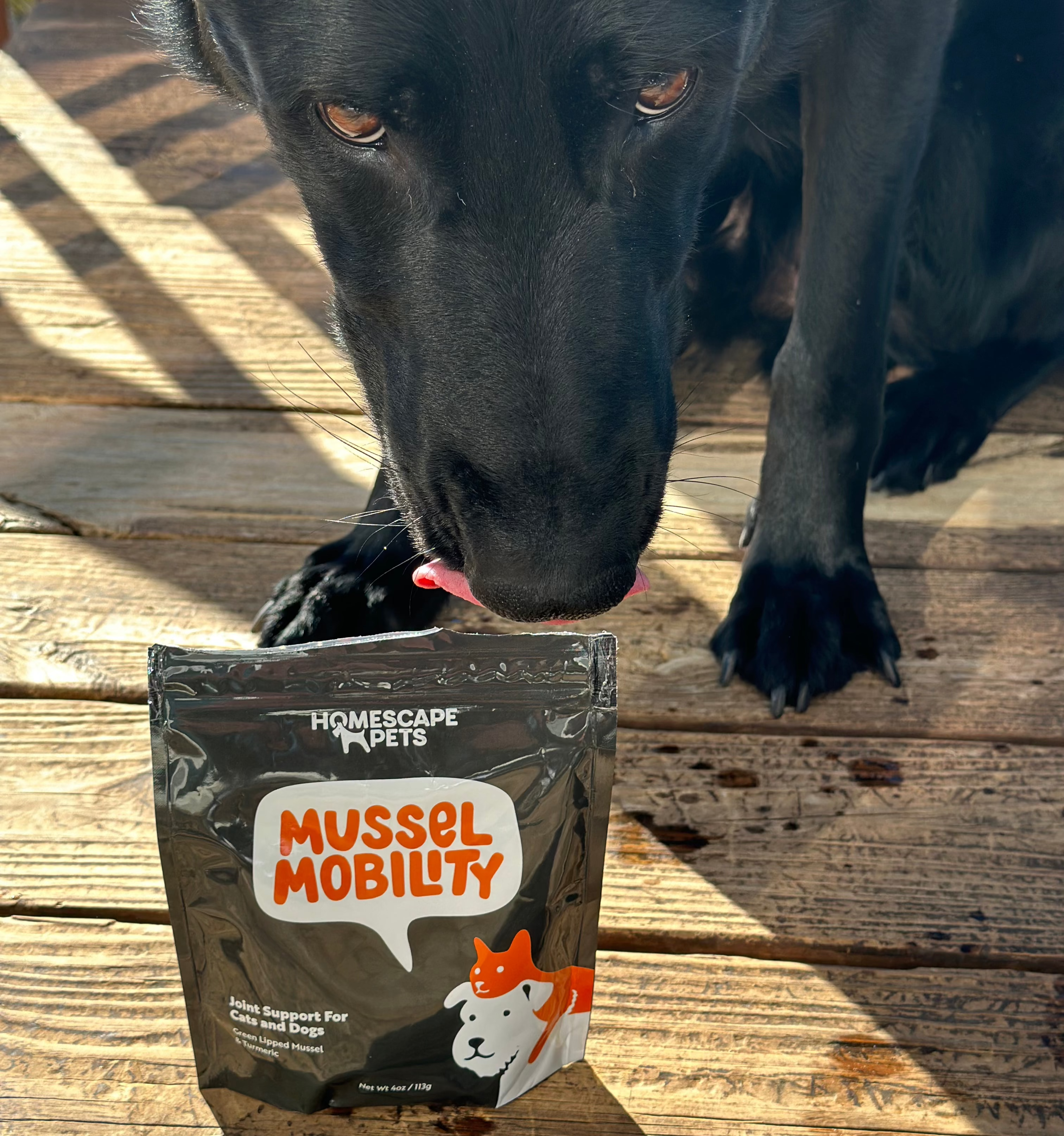 black dog licking their lips over a pouch of Mussel Mobility