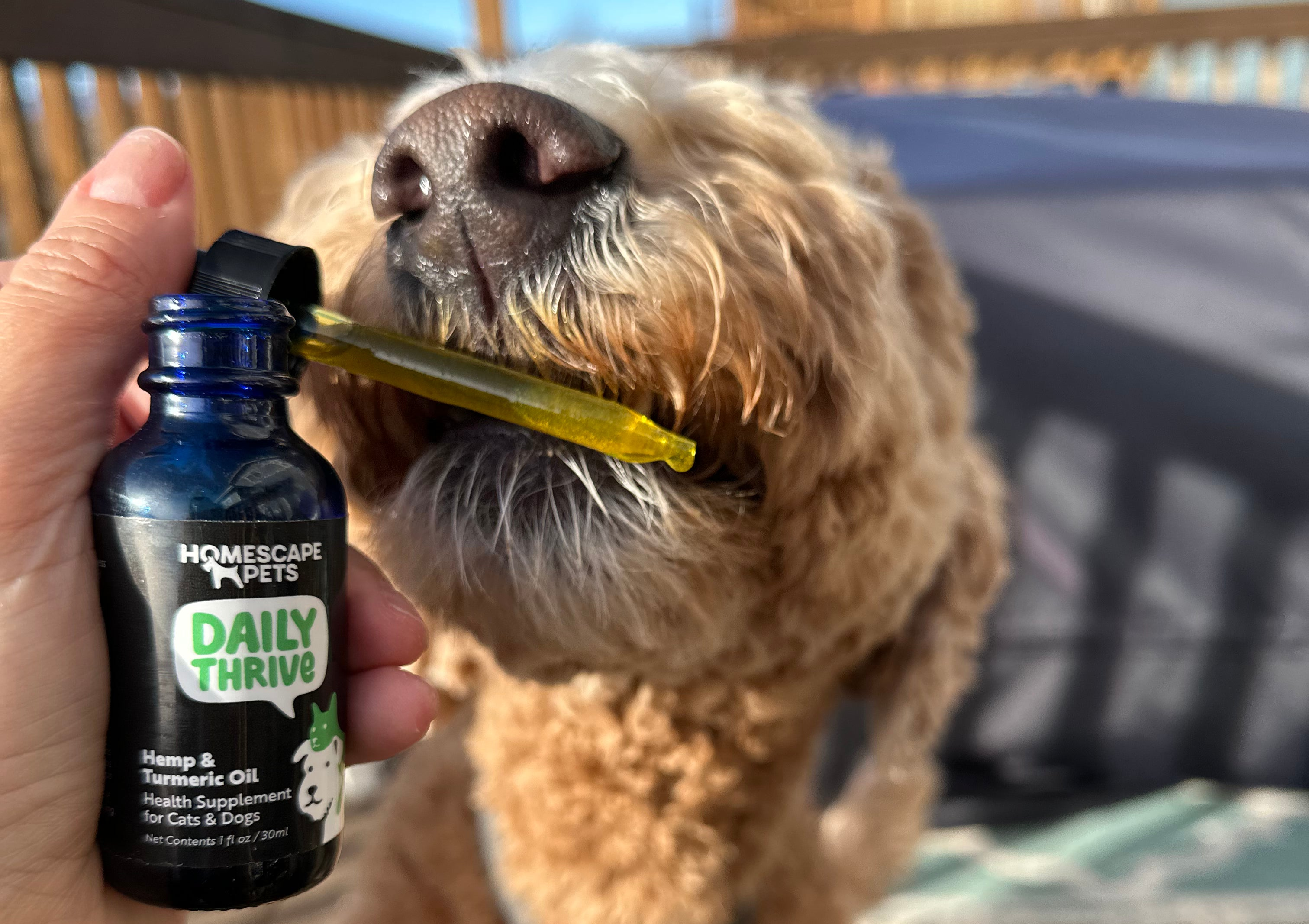 brown doodle dog taking drops of daily thrive immune support oil
