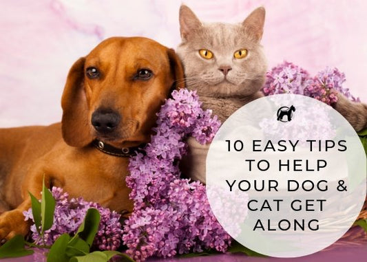 10 Easy Tips To Help Your Cat and Dog Get Along - Homescape Pets