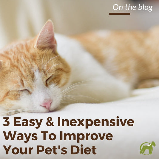 3 Easy and Inexpensive Ways to Improve Your Pet’s Diet - Homescape Pets