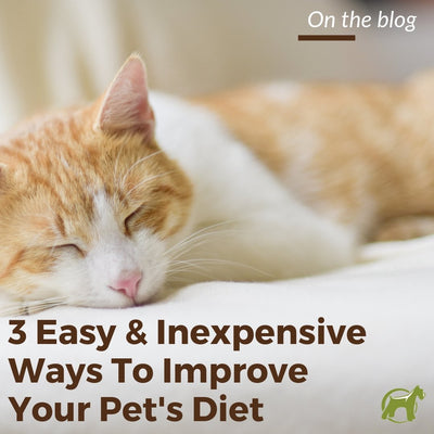 3 Easy and Inexpensive Ways to Improve Your Pet’s Diet