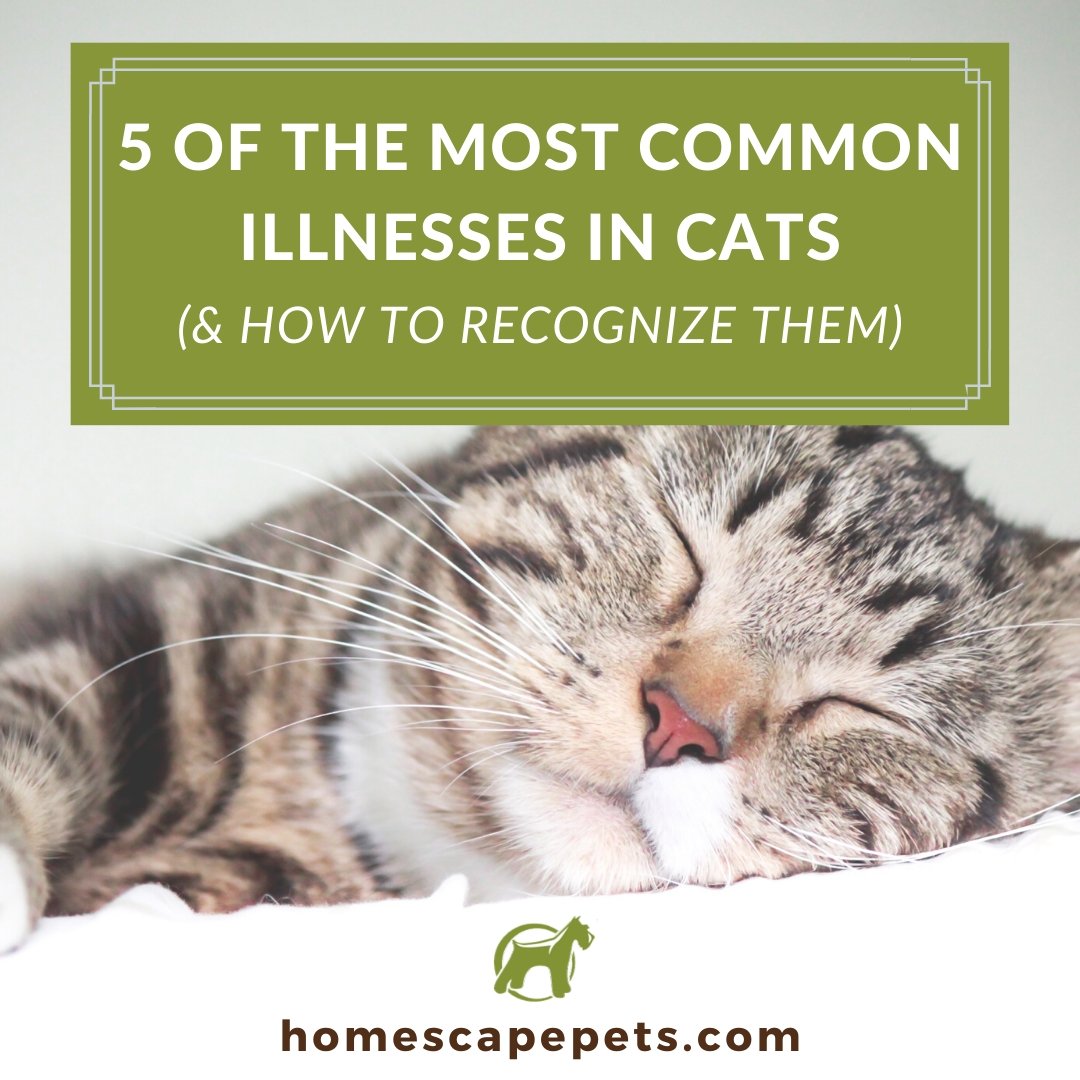 5 of the Most Common Illnesses in Cats   (& How to Recognize Them) - Homescape Pets