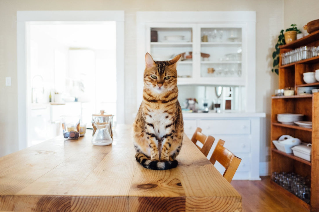 6 Health Concerns To Watch For In Your Cat - Homescape Pets