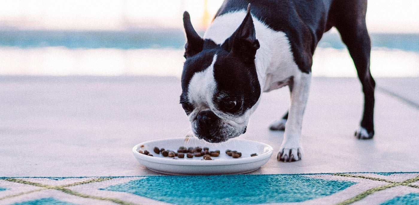 6 Secrets That Dog Food Companies Don’t Want You to Know - Homescape Pets