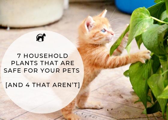 7 Household Plants That Are Safe for Your Pets [and 4 That Aren’t] - Homescape Pets