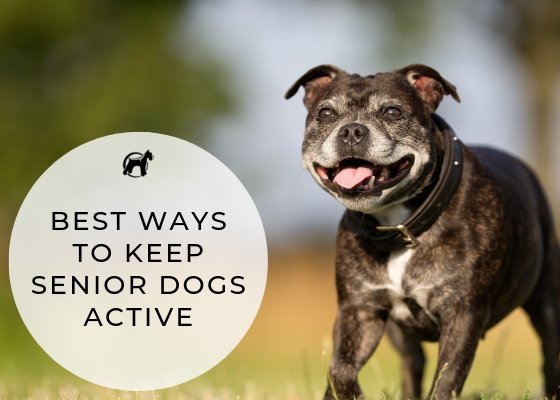 Best Ways to Keep Senior Dogs Active - Homescape Pets