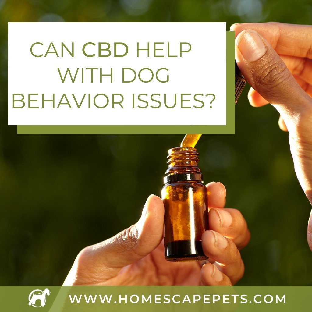 Can CBD Help With Dog Behavior Issues? - Homescape Pets
