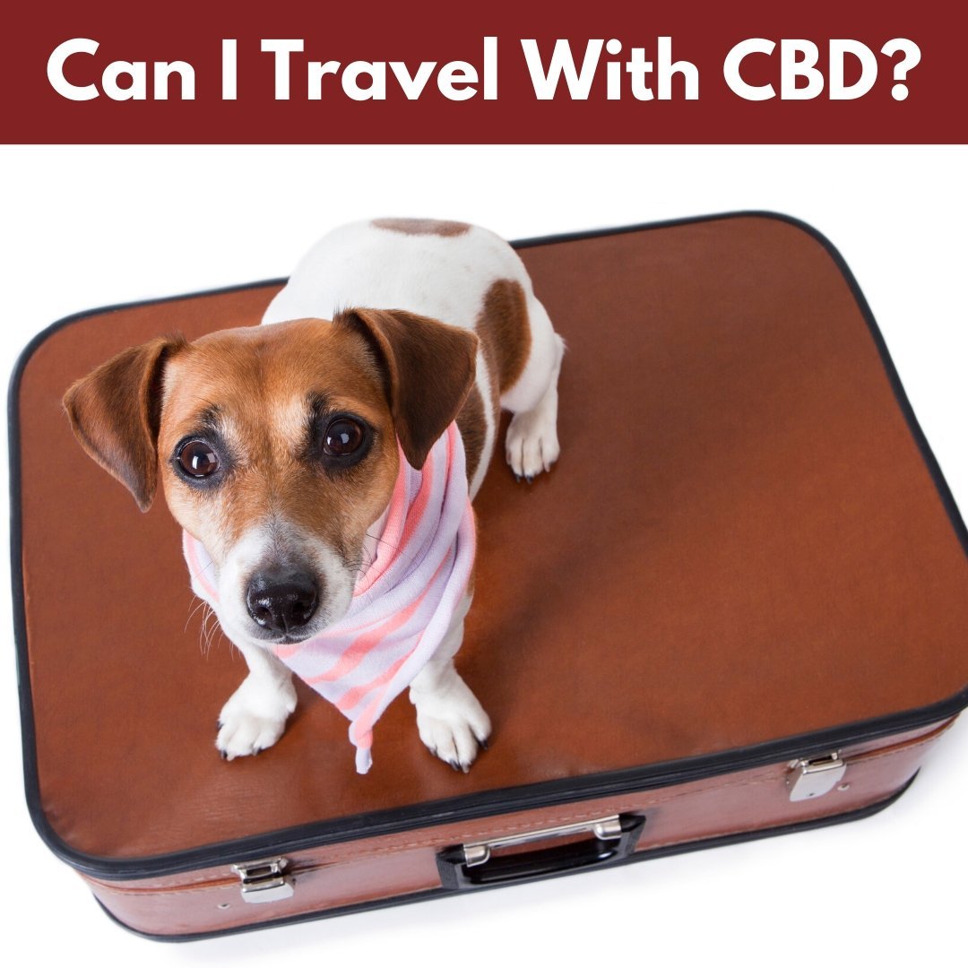 Can I Travel With CBD? - Homescape Pets