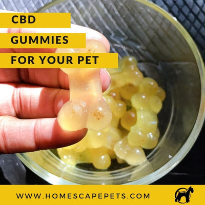 CBD Gummies For Your Pet