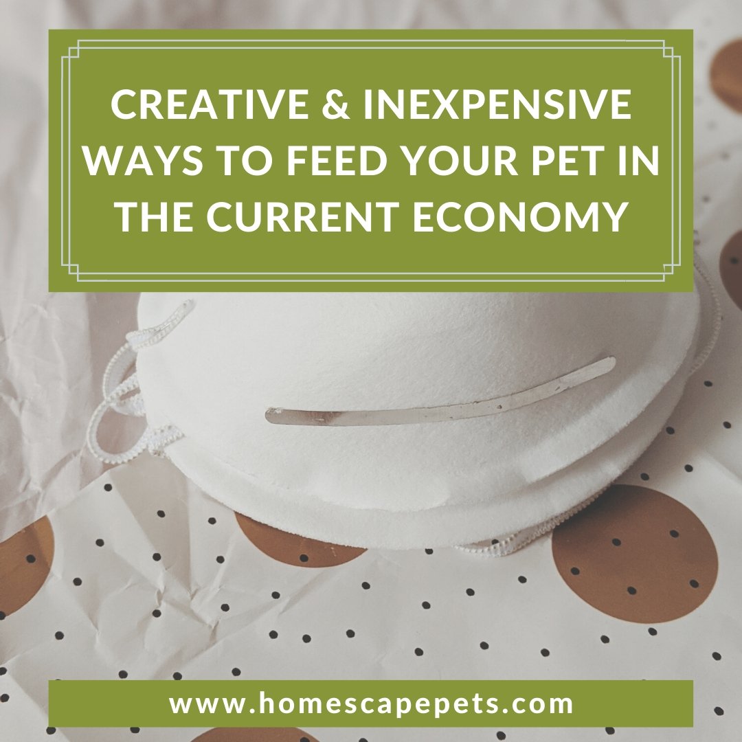 Creative & Inexpensive Ways to Feed Your Pet in the Current Economy - Homescape Pets