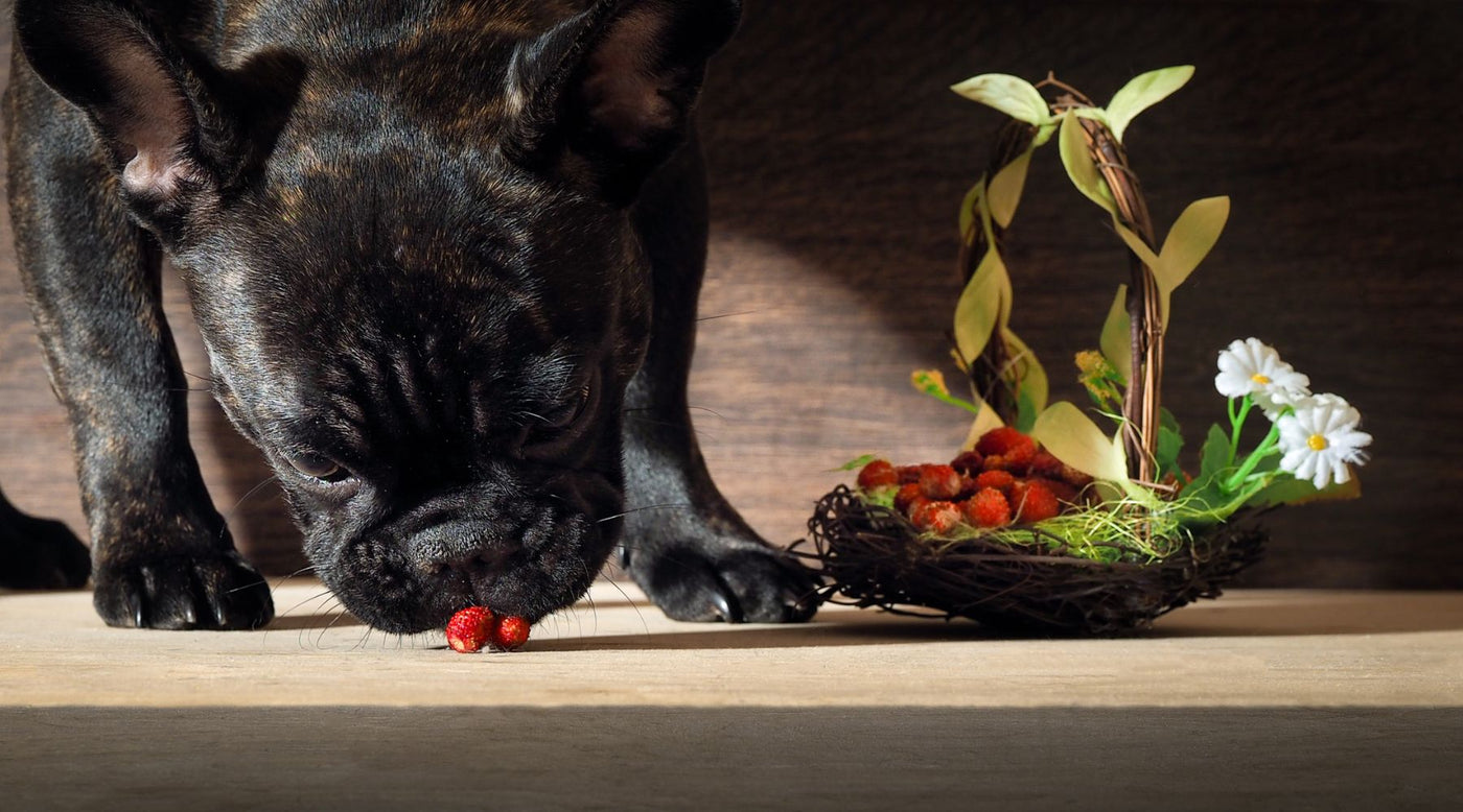 Dining Delight: Exploring the Goodness of High Quality Dog Food, Pet  Supplements, and Single Ingredient Dog Treats - Homescape Pets