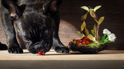 Dining Delight: Exploring the Goodness of High Quality Dog Food, Pet  Supplements, and Single Ingredient Dog Treats