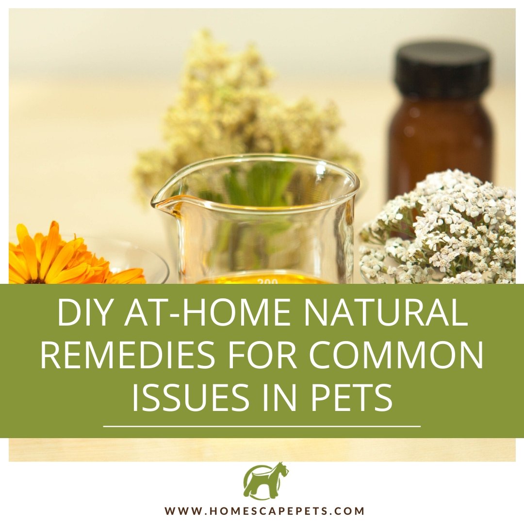 DIY At-Home Natural Remedies for Common Issues in Pets - Homescape Pets