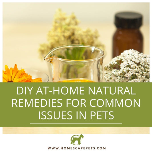 DIY At-Home Natural Remedies for Common Issues in Pets - Homescape Pets