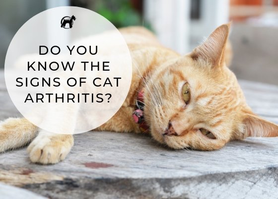 Do You Know The Signs Of Cat Arthritis? – Homescape Pets