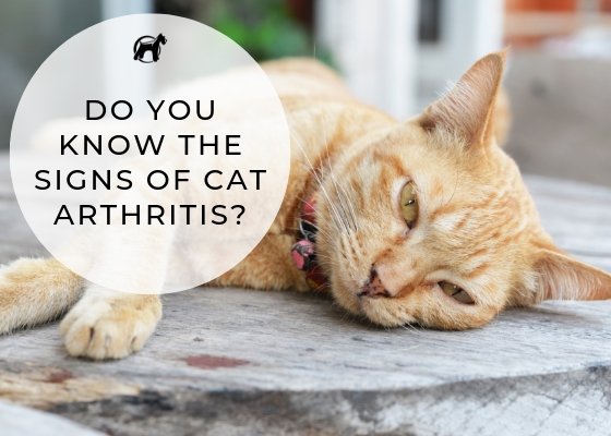 Do You Know The Signs Of Cat Arthritis? - Homescape Pets