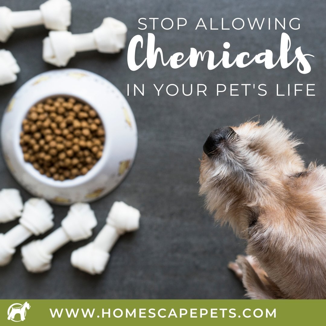 Get Rid Of The Chemicals In Your Pet's Food, Treats, and Supplements - Homescape Pets