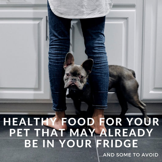 Healthy Foods For Your Pet That May Already Be In Your Fridge (& Some To Avoid) - Homescape Pets