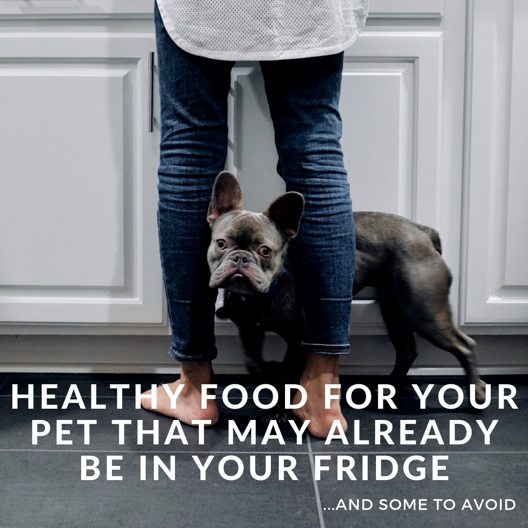 Healthy Foods For Your Pet That May Already Be In Your Fridge (& Some To Avoid) - Homescape Pets