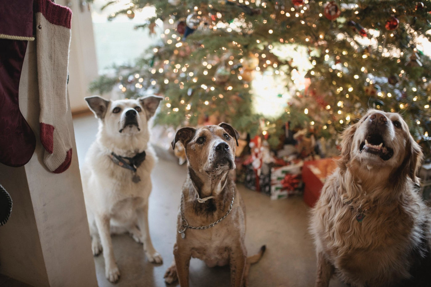 Holiday Gatherings: Protecting Your Pet - Homescape Pets