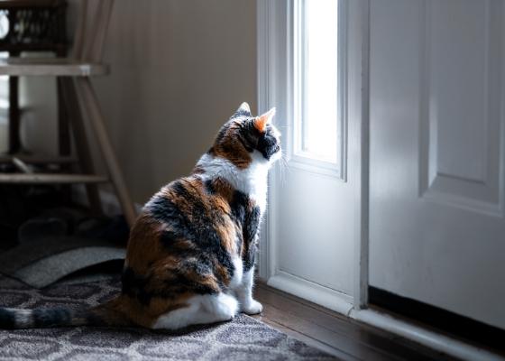 Holistically Handling Cat Anxiety - Homescape Pets