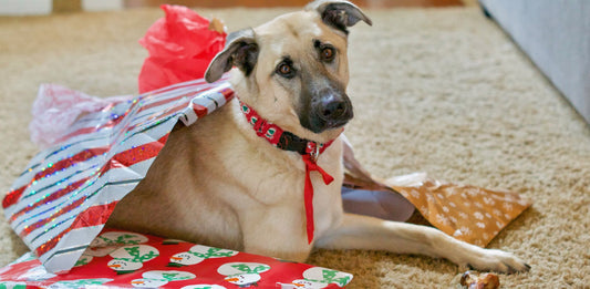 Homescape Pets’ 2020 Holiday Gift Guide for Your Pets - Homescape Pets