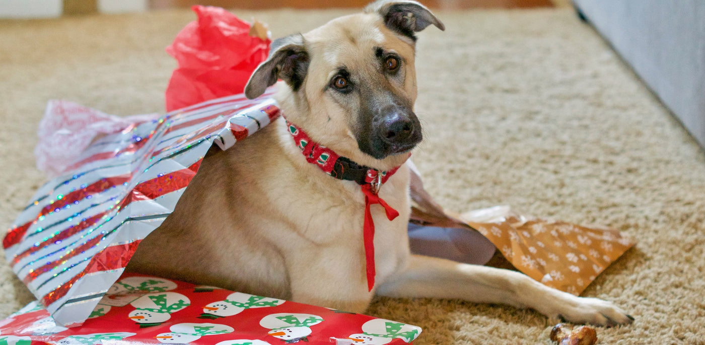 Homescape Pets’ 2020 Holiday Gift Guide for Your Pets - Homescape Pets