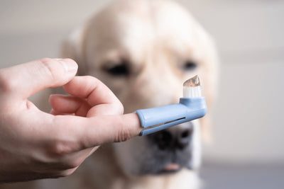 How To Brush Your Dog’s Teeth Like A Pro!