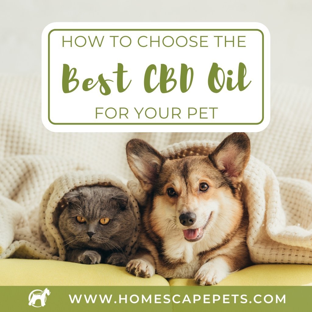 How To Choose The Best CBD Oil For Your Pet - Homescape Pets