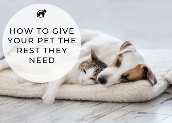 How To Give Your Pet The Rest They Need (and get the break YOU need) - Homescape Pets