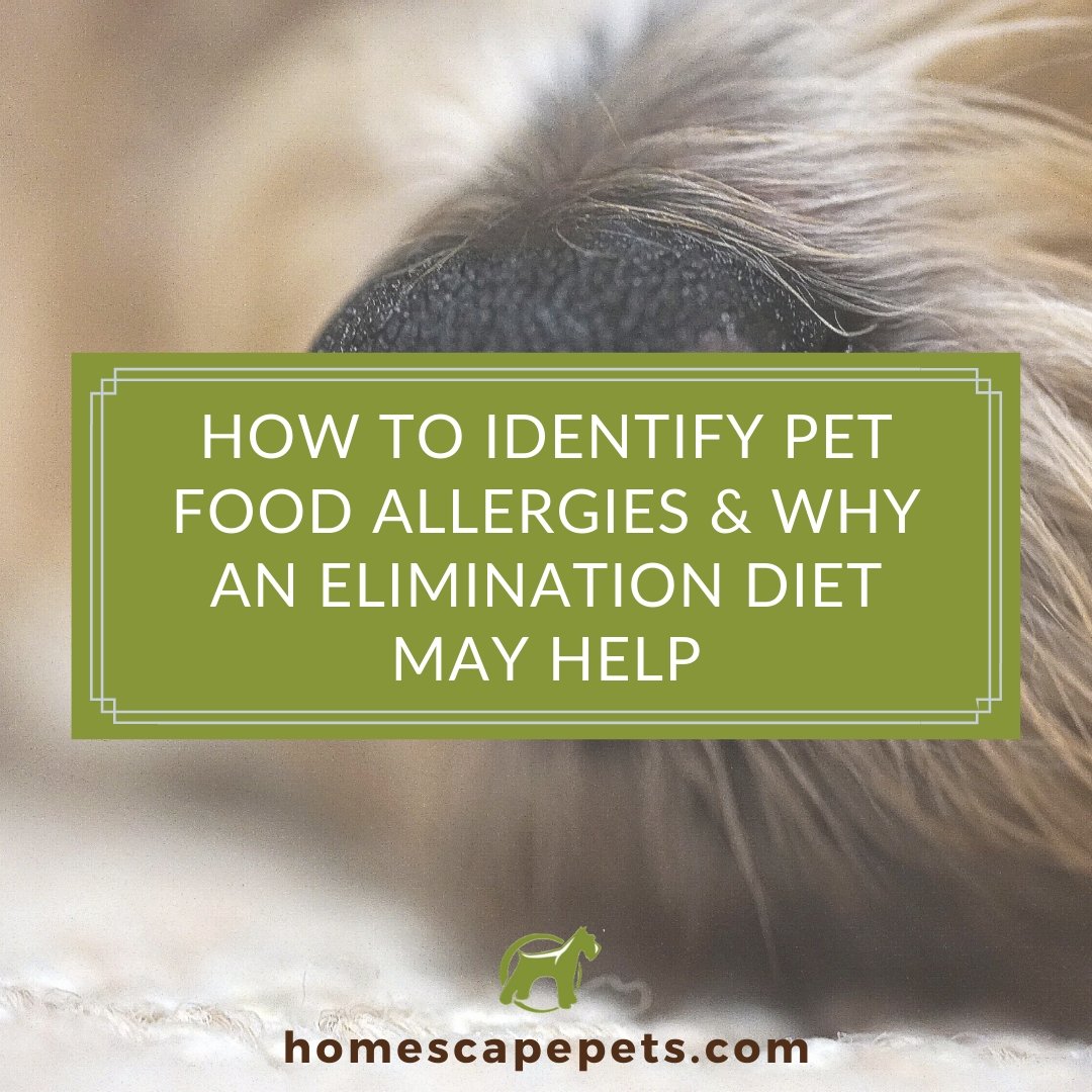 How to Identify Pet Food Allergies and Why an Elimination Diet May Help - Homescape Pets