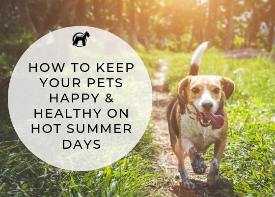 How to Keep Your Pets Happy & Healthy On Hot Summer Days - Homescape Pets
