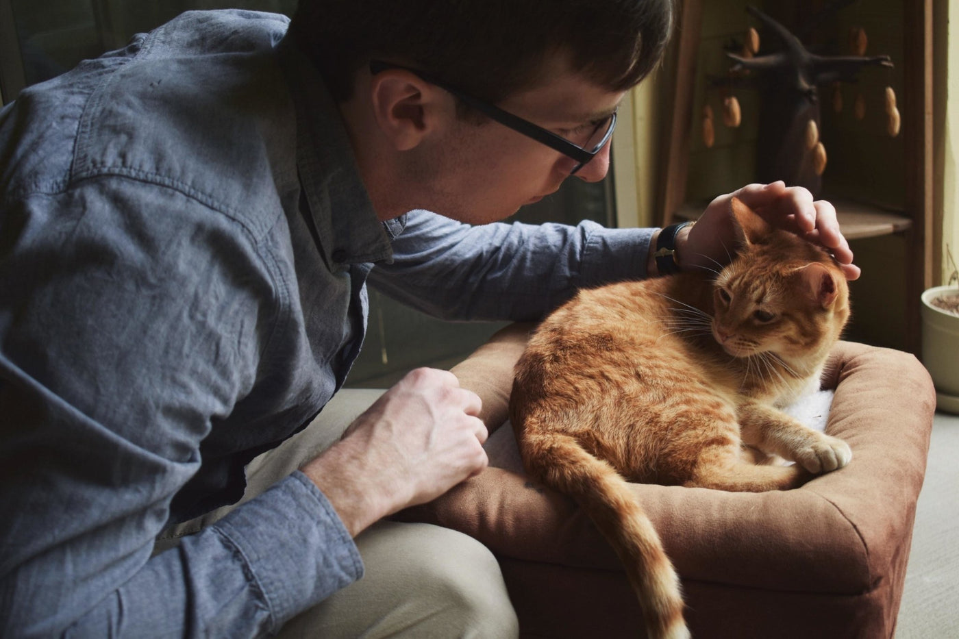 How To Tell When Your Cat Is Getting Older and Not Feeling Great - Homescape Pets