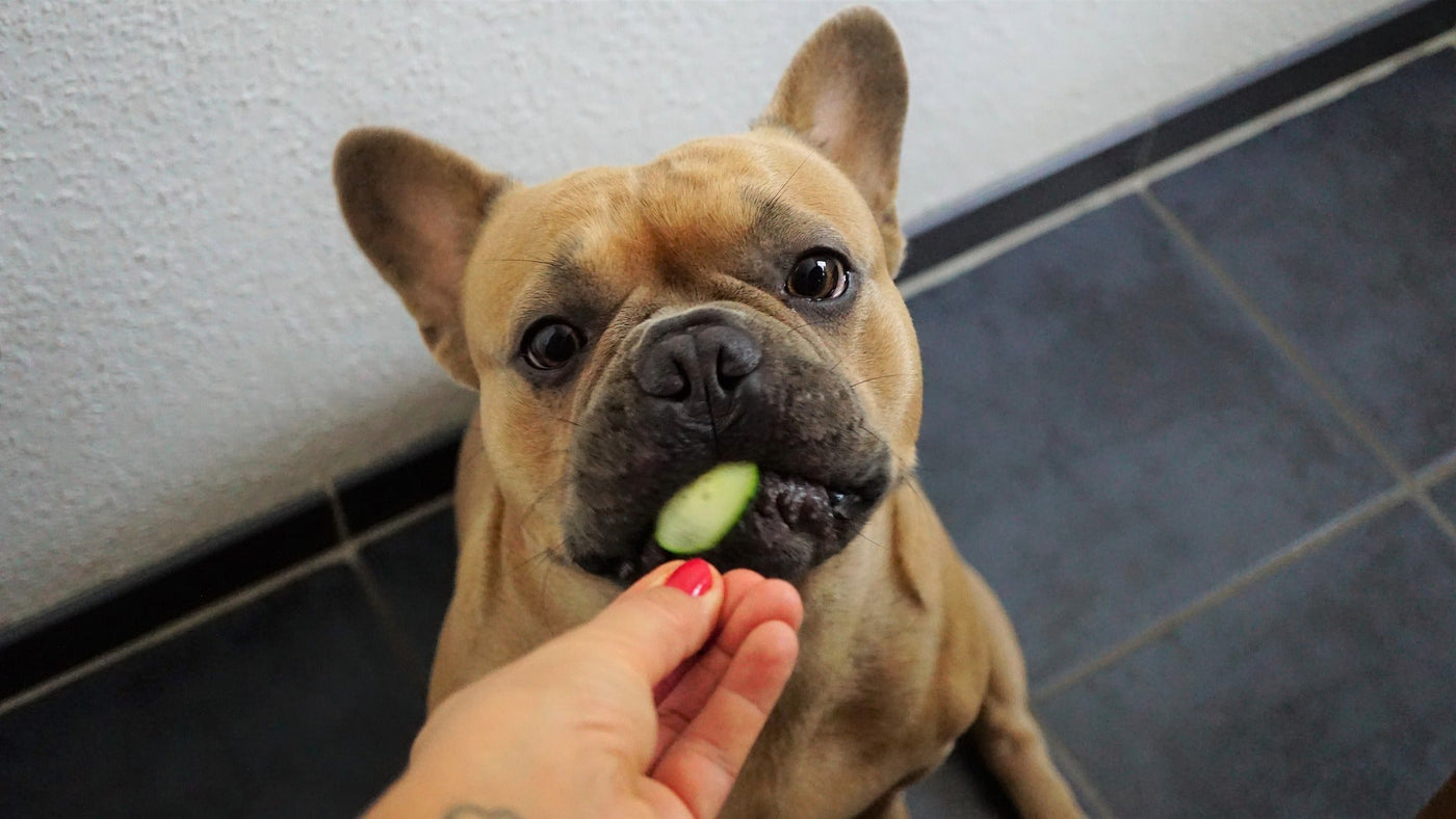 Introducing Fresh Food To Your Dog’s Diet - Homescape Pets