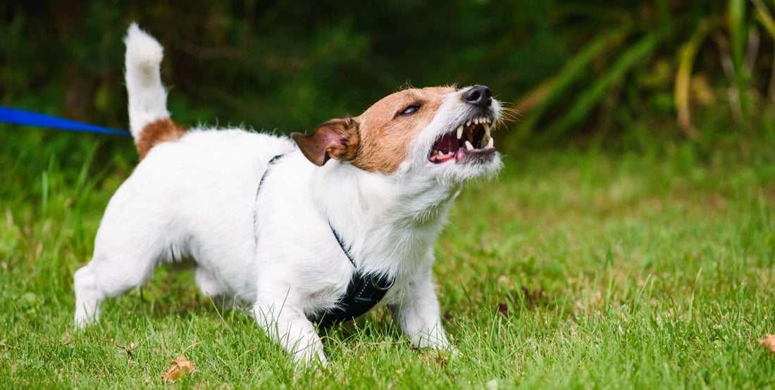 Is Your Dog’s Behavior Reactivity or Aggression? How to Tell the Difference - Homescape Pets